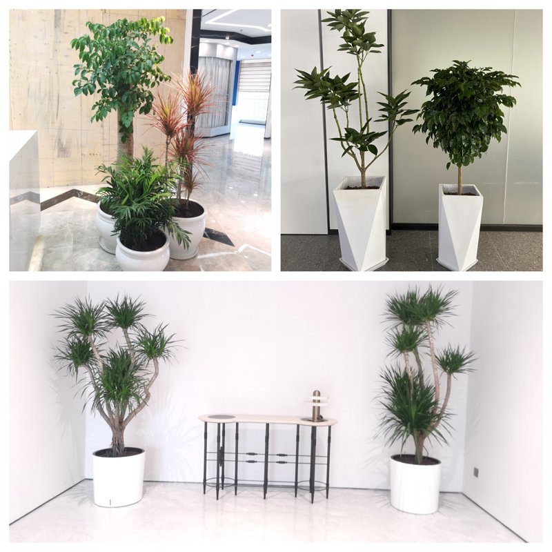 上海花卉公司在春季绽放新活力