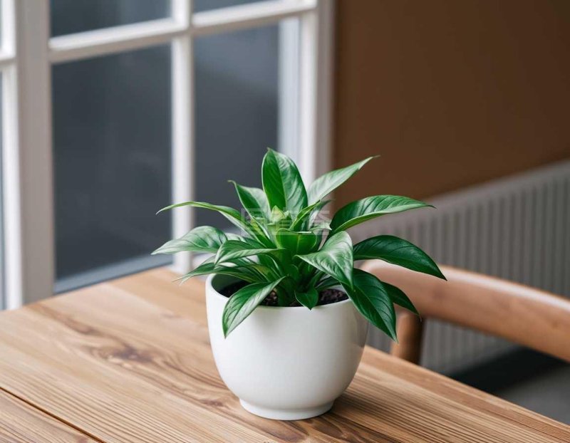 打造惬意办公环境:植物租赁的魅力