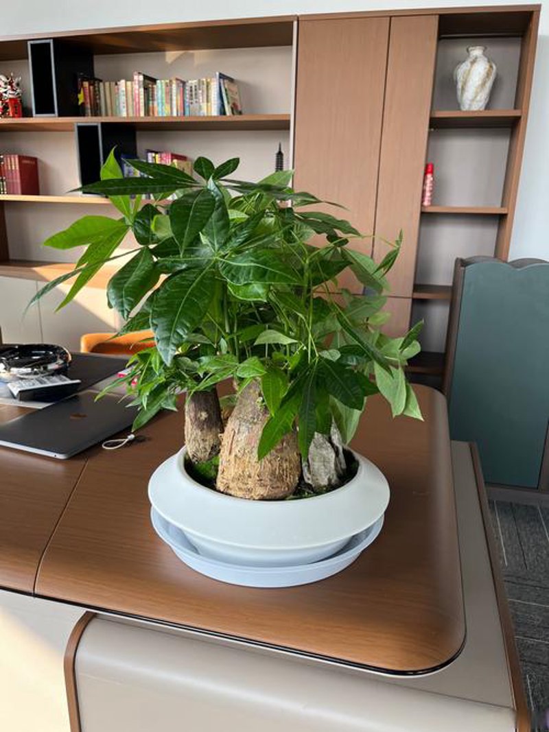 办公室植物租摆