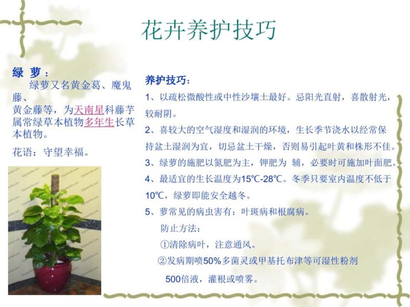 绿植租摆:让办公空间焕发新活力