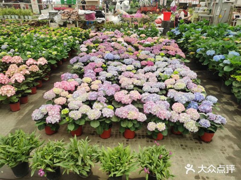 花卉批发市场的变化与趋势